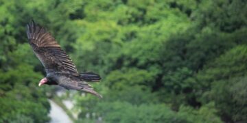 Over 30 Mexico Flights Cancelled, Hitting Major Resorts – thetraveler.org