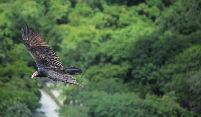 Over 30 Mexico Flights Cancelled, Hitting Major Resorts – thetraveler.org