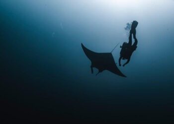 Manta Turns to China’s Shenyang Aviation To Advance VTOL/STOL Aircraft – Aviation International News