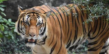 Tiger Woods’ private jet lands in Europe 4,000-miles away from America as he prepares for rehab following DUI arrest – the-sun.com