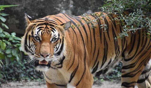 Tiger Woods’ private jet lands in Europe 4,000-miles away from America as he prepares for rehab following DUI arrest – the-sun.com