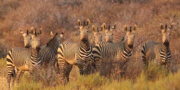 South Africa launches 6th investment conference to attract global investors – Global Times