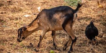 Kinshasa’s vanishing riverbank: Property predators and the fight for the Congo River – The Africa Report