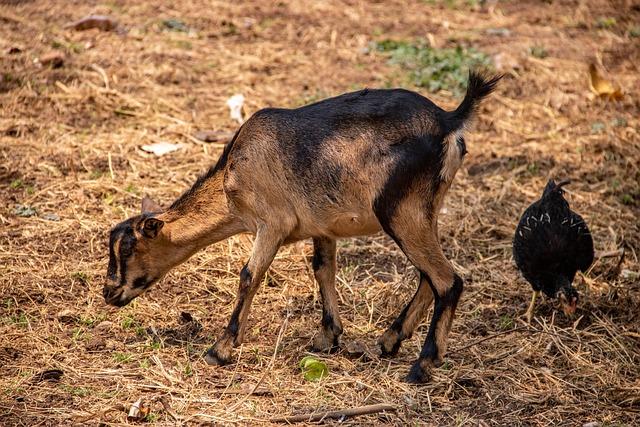 Kinshasa’s vanishing riverbank: Property predators and the fight for the Congo River – The Africa Report