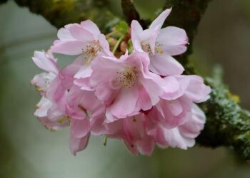 Safety warning as Tokyo’s cherry blossom trees fall during viewing season – The Independent