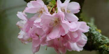 Safety warning as Tokyo’s cherry blossom trees fall during viewing season – The Independent