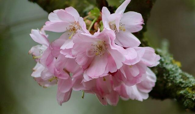 Safety warning as Tokyo’s cherry blossom trees fall during viewing season – The Independent