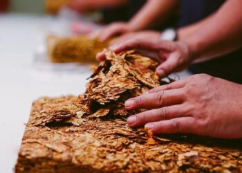 Tobacco Farming Increase Impacting Fish in Bangladesh – Tobacco Reporter