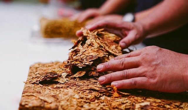 Tobacco Farming Increase Impacting Fish in Bangladesh – Tobacco Reporter