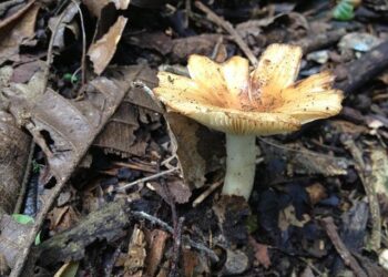 I Switched My Americano For This Mushroom Coffee And It Stopped My Caffeine Jitters – HuffPost UK
