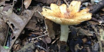 I Switched My Americano For This Mushroom Coffee And It Stopped My Caffeine Jitters – HuffPost UK