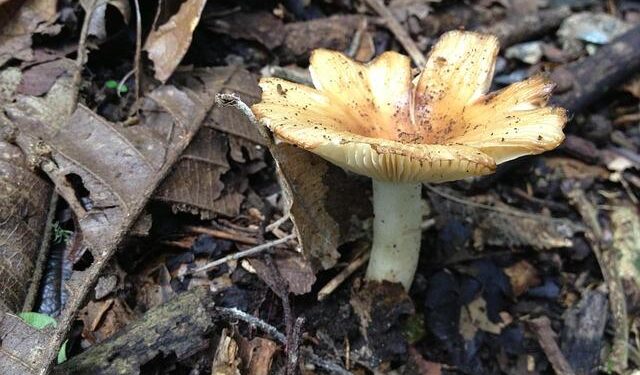 I Switched My Americano For This Mushroom Coffee And It Stopped My Caffeine Jitters – HuffPost UK