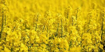 Three rape cases reported in Surat – The Times of India