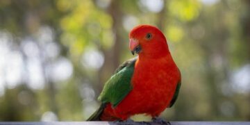 Why Punjab Kings Cricketers Are Wearing Black Armbands Against Sunrisers Hyderabad In IPL 2026? Know Reason – Outlook India