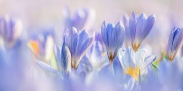 Start of Spring· Kunming – China Daily – Global Edition