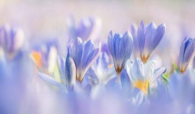 Start of Spring· Kunming – China Daily – Global Edition