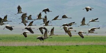 “Standing in the rain” for Hope: Algerian Expatriate Returns Home for Pope Leo XIV’s Historic Visit – aciafrica.org