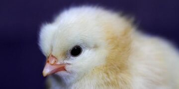 Love her or hate her, Melbourne needs outspoken icons like Bec Judd – SMH.com.au