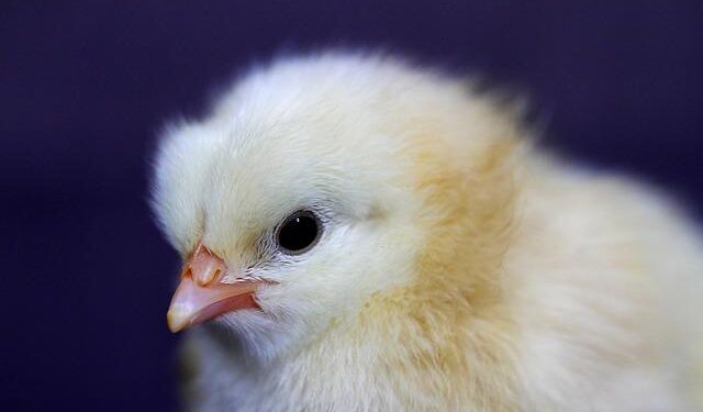 Love her or hate her, Melbourne needs outspoken icons like Bec Judd – SMH.com.au