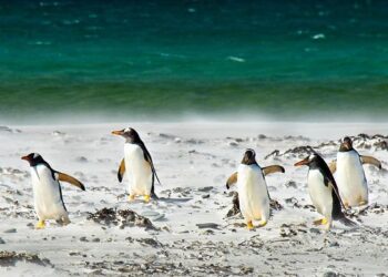 Standing NATO Maritime Group Two Strengthens Regional Partnership with Port Visit to Alexandria, Egypt – mc.nato.int