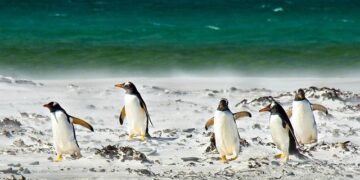Standing NATO Maritime Group Two Strengthens Regional Partnership with Port Visit to Alexandria, Egypt – mc.nato.int