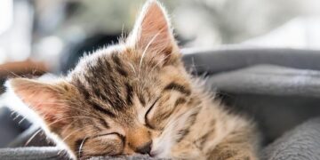 Retro Japan in Photos: Fukuoka Jo Gakuin buildings a modernist architectural masterpiece［写真特集8/11］ – 毎日新聞