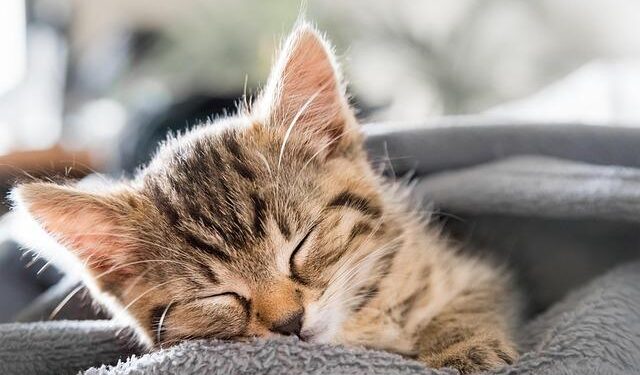 Retro Japan in Photos: Fukuoka Jo Gakuin buildings a modernist architectural masterpiece［写真特集8/11］ – 毎日新聞