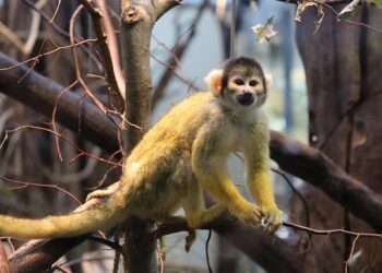 Nanjing Monkey Kings vs Guangdong Southern Tigers scores & predictions – Sofascore