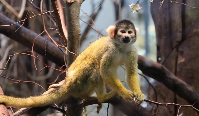 Nanjing Monkey Kings vs Guangdong Southern Tigers scores & predictions – Sofascore