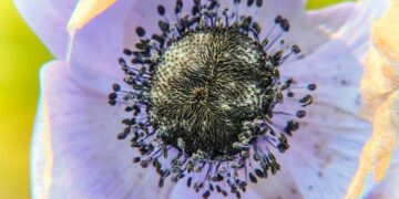 The Floral Renaissance: A Guide to Spring Flower-Viewing and Cultural Splendor in Suzhou, China – Travel And Tour World