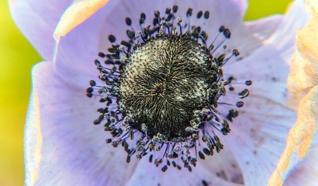 The Floral Renaissance: A Guide to Spring Flower-Viewing and Cultural Splendor in Suzhou, China – Travel And Tour World