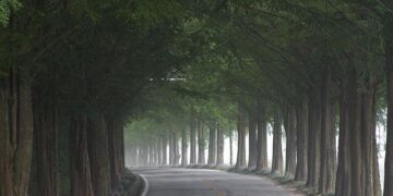 People enjoy metasequoia tree leaves in Changsha, China’s Hunan – People’s Daily