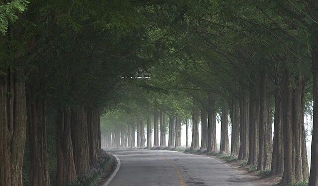 People enjoy metasequoia tree leaves in Changsha, China’s Hunan – People’s Daily
