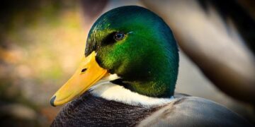 Drake draws crowds with giant ice structure in Toronto teasing album release date – Castanet