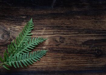 Analysis of the evolution and spatial effects of green space pattern in China’s urbanization process: a case study of Guangzhou City – Nature