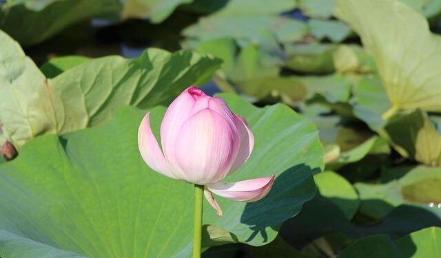 China: population of Changchun from 1980 to 2035 – Statista