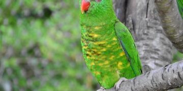 Lori Chavez-DeRemer, Trump’s Labor Secretary, Steps Down Amid Internal Investigation – The New York Times