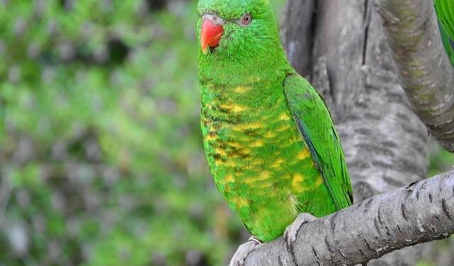 Lori Chavez-DeRemer, Trump’s Labor Secretary, Steps Down Amid Internal Investigation – The New York Times