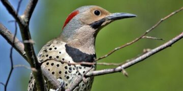 Bird-Watchers Flock to Montreal to Catch a Glimpse of Canada’s First Known European Robin – Smithsonian Magazine
