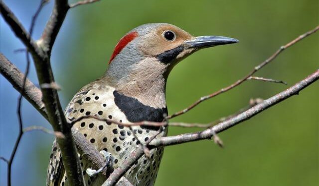 Bird-Watchers Flock to Montreal to Catch a Glimpse of Canada’s First Known European Robin – Smithsonian Magazine