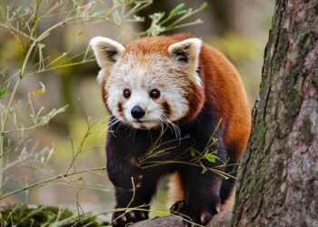 From Pandas to AI: Chengdu Hosts the China Internet Audio & Video Convention for the 13th Consecutive Year, Building an Eastern Hub for Global Audio & Video Collaboration – Yahoo Finance Singapore