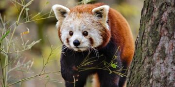 From Pandas to AI: Chengdu Hosts the China Internet Audio & Video Convention for the 13th Consecutive Year, Building an Eastern Hub for Global Audio & Video Collaboration – Yahoo Finance Singapore