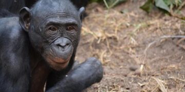 Congo-Kinshasa: DR Congo – Fresh Attacks Reported After New Round of Peace Talks – allAfrica.com