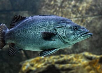 After 700 Years Underwater Divers Recovered 80-Ton Blocks from the Long-Lost Lighthouse of Alexandria – ZME Science