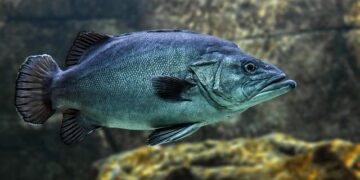 After 700 Years Underwater Divers Recovered 80-Ton Blocks from the Long-Lost Lighthouse of Alexandria – ZME Science