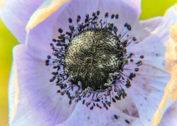 The Floral Renaissance: A Guide to Spring Flower-Viewing and Cultural Splendor in Suzhou, China – Travel And Tour World