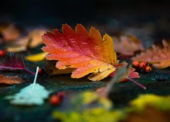 Colorful autumn leaves attract visitors in Jinan – news.cgtn.com