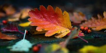 Colorful autumn leaves attract visitors in Jinan – news.cgtn.com