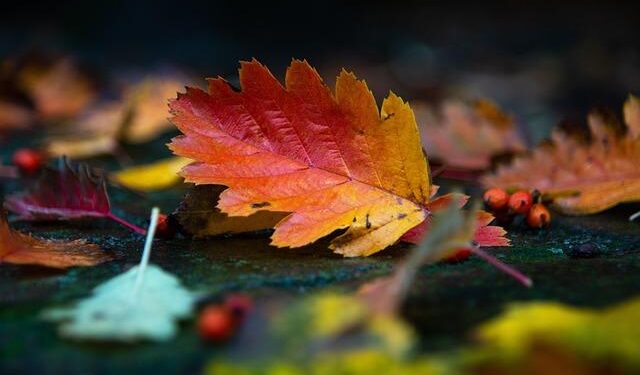 Colorful autumn leaves attract visitors in Jinan – news.cgtn.com