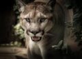 Inventory clean-up helps Puma beat first-quarter expectations – Reuters